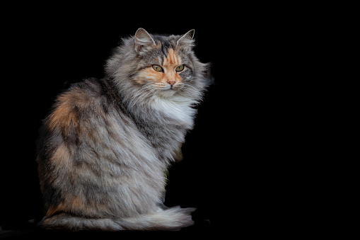 The Siberian is a centuries-old landrace (natural variety) of domestic cat in Russia