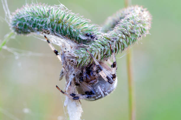 istock Araneus spider weaves a web. Close-up macro photography. 1693165774