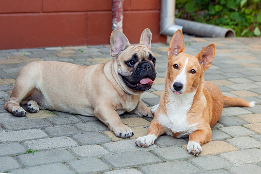 Closeup three mixed large breed dogs together over white background looking at camera