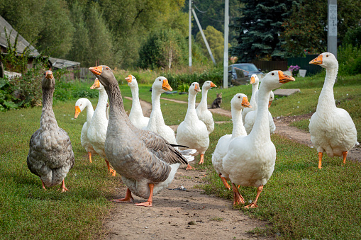 The waterfowl genus Anser includes the grey geese and the white geese. It belongs to the true geese and swan subfamily (Anserinae)