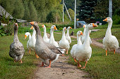 A flock of geese walks through the village.