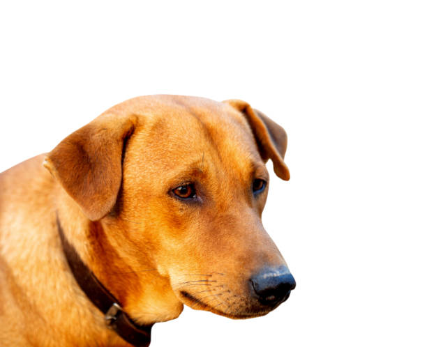 istock Red male dog  isolated  white background for both printing and web pages with cut path and alpha channel 1693186888