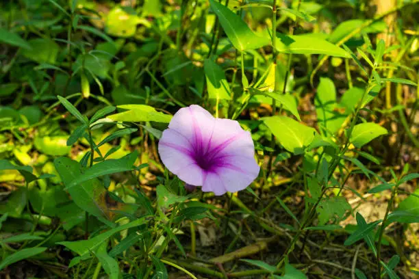 Chinese water-spinach flower. It blooms in the summer with showy, white, or pale pink to lilac in color broadly funnel bell-shaped flowers that appear solitary or in clusters