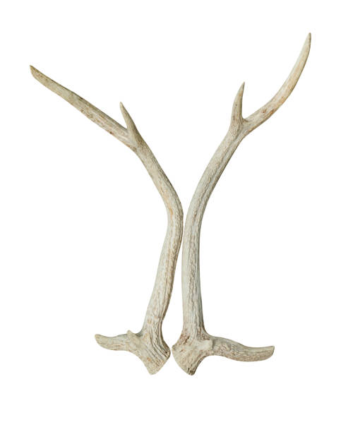 istock antlers of spotted deer isolated on white background  ,include clipping path 1693191283