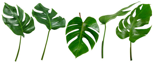istock leaf palm,collection of green leaves pattern isolated on white background 1693191284