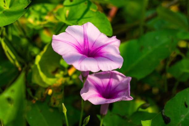 istock Thai Morning Glory is a very popular vegetable with beautiful flower 1693192910