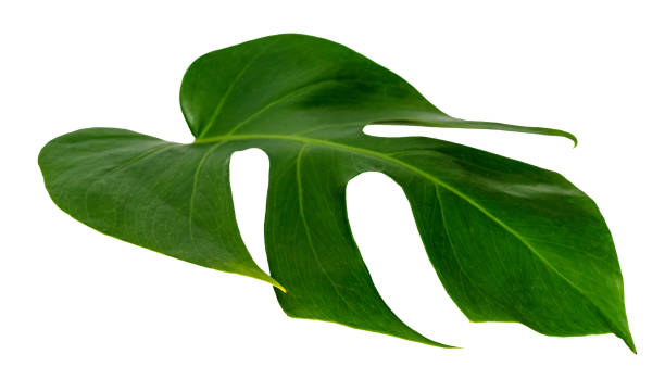 istock monstera leaf isolated on white background ,green leaves pattern 1693194551