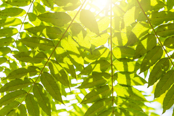 Green leaves with morning day light, nature background