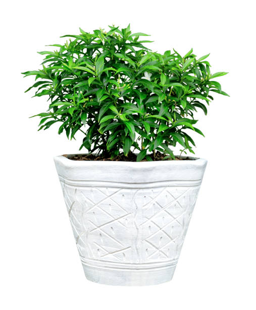 istock green Tabernaemontana divaricata flower leaves pattern with vase for nature concept ,tropical leaf isolated on white background 1693194793