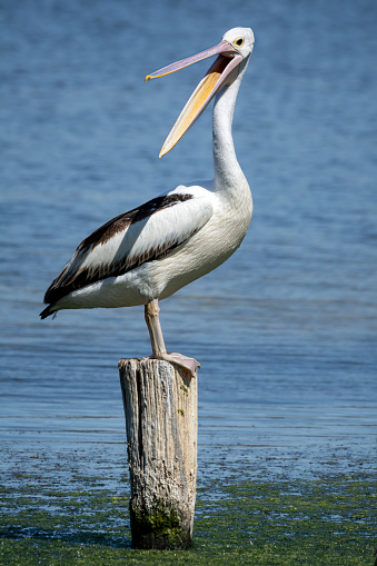 Noisy Pelican perched on a pole, bill open, large water bird isolated.