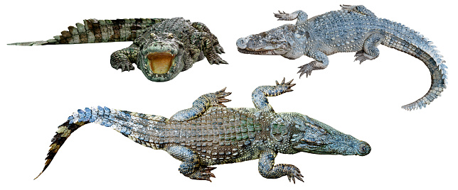 collection crocodile isolated on white background