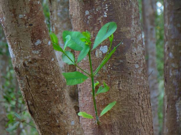 istock tree shoots that grow on the trunk of the parent tree 1693207021