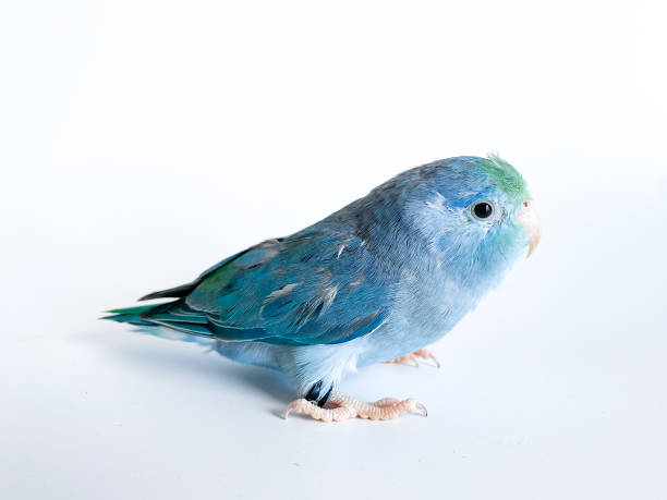 istock Forpus parrot bird on the white background 1693210311