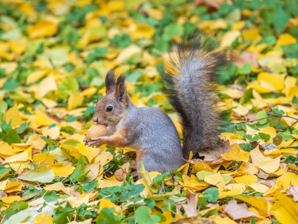 istock Autumn squirrel with nut sits on green grass with fallen yellow leaves 1693210323