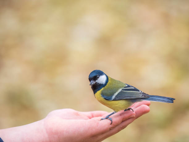 istock A tit sits on a man's hand and eats seeds. 1693210850