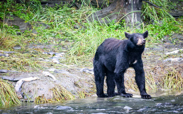 istock Alaskan bear in Valdez catching and eating salmon 1693212949