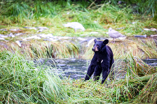 With the salmon spawning the bears are feasting on the excessive amount of fish available