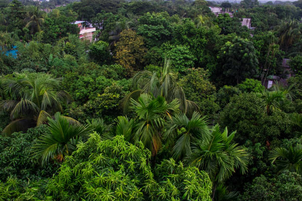 istock Arial view green forest photography 1693213078