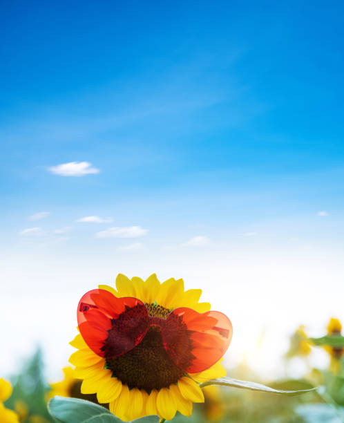 Blooming sunflower with sunglasses in the field