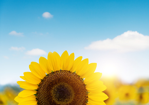 Sunflower field flower close up summer spring sunset sunshine holiday blue vivid sky and clouds  landscape picture background template