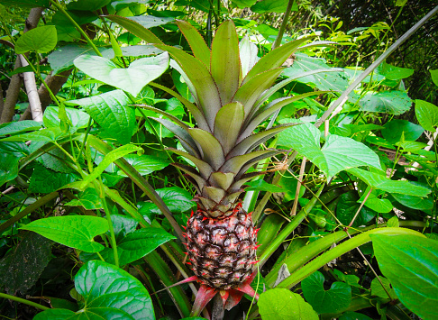 Ripe Pineapple On The Pineapple Tree, Pineapple tropical fruit growing in garden, Pineapple Plant.