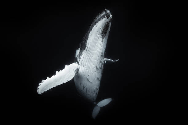 istock Humpback whale displaying white under belly with its arms wide open 1693214971