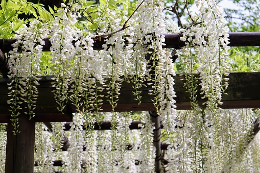 Beautiful Japanese wisteria flower photo