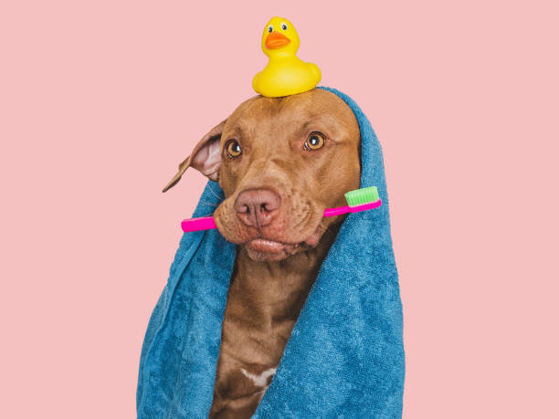 istock Cute brown dog, blue towel and toothbrush 1693230421
