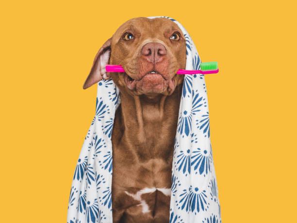 istock Cute brown dog, white towel and toothbrush 1693230436