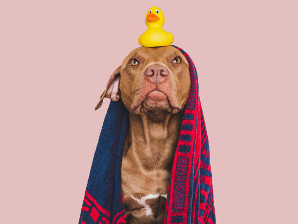 istock Cute dog, blue towel and yellow rubber duck 1693230460