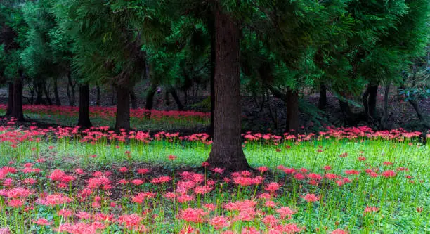 Lycoris radiata(Magic Lily, Resurrection Lily) flower field in the forest (September 19, 2023, Bulgapsa Lycoris radiata, Yeonggwang-gun, Jeollanam-do, Korea)