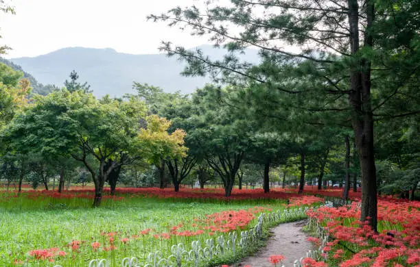 Lycoris radiata(Magic Lily, Resurrection Lily) flower field in the forest (September 19, 2023, Bulgapsa Lycoris radiata, Yeonggwang-gun, Jeollanam-do, Korea)