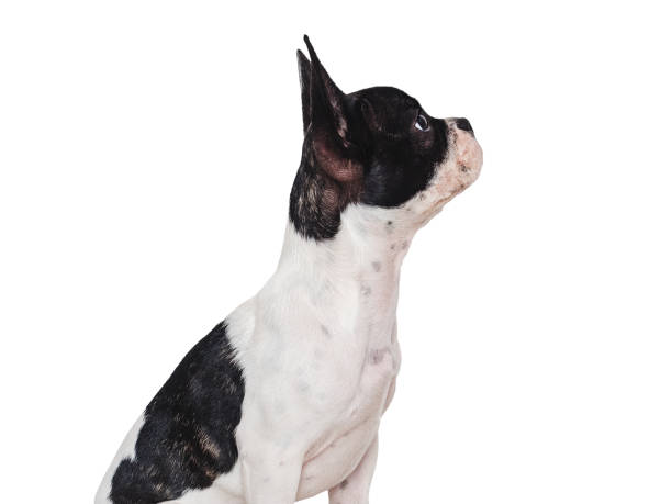 istock Cute puppy sitting on the table. Studio shot 1693231023