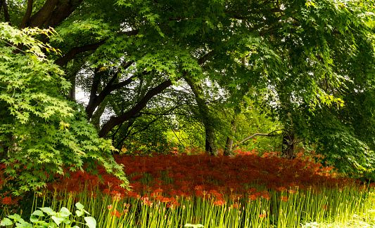 Lycoris radiata (Magic Lily, Resurrection Lily) flower field (September 19, 2023, Yongcheonsa Lycoris radiata, Yeonggwang-gun, Jeollanam-do, Korea)