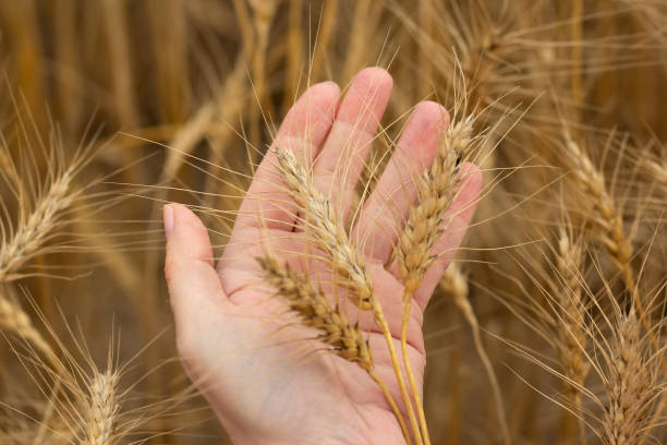 Grower's hand is checking wheat heads in the yellow field.