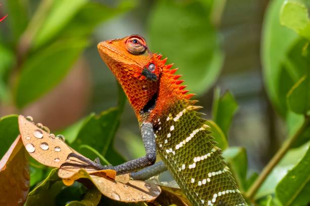 istock Vibrant orange spineless forest lizard (Calotes liocephalus) atop a bed of green foliage 1693250215