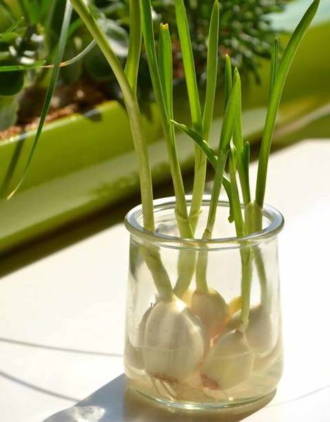 istock Green onions, growing green onions 1693251387