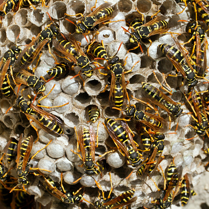 A swarm of wild wasps on the nest. Honeycombs of dangerous insects. A lot of wasps on the nest.