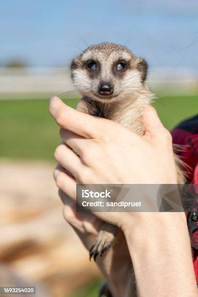 The Meerkat Is A Small Mongoose Found Stock Photo - Download Image Now