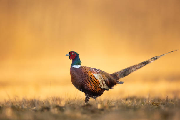 faisán común phasianus colchius faisán de cuello anillado, fauna otoñal polonia europa - pheasant hunting fotos fotografías e imágenes de stock