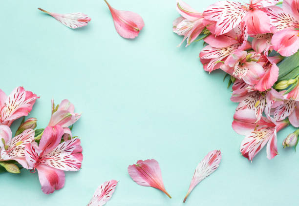 istock Beautiful Alstroemeria flowers on light green background 1693264188