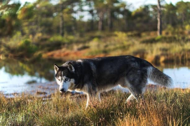 istock A husky dog with multi-colored eyes walks in summer nature. 1693266697