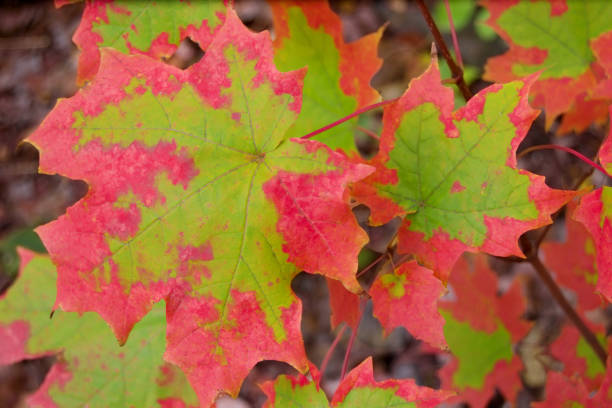 żywy wzór liści klonu w jesiennych kolorach w jaskrawej czerwieni i zieleni - maple tree autumn tree vibrant color zdjęcia i obrazy z banku zdjęć