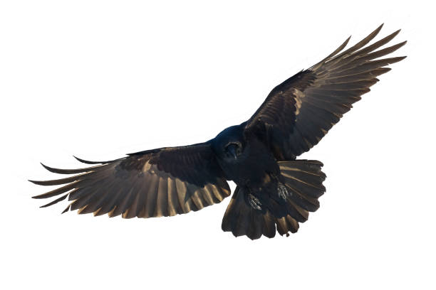 istock Birds flying raven isolated on white background Corvus corax. Halloween 1693267848