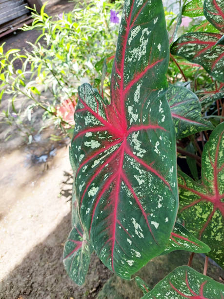 istock Caladium Bicolor wide green leaf with red stripes and white spots. 1693282159