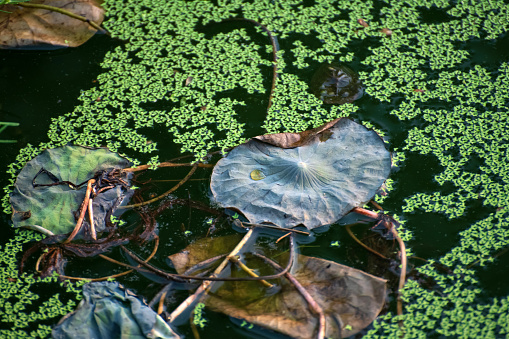 Lotus: ; ten billions in a dirty pond