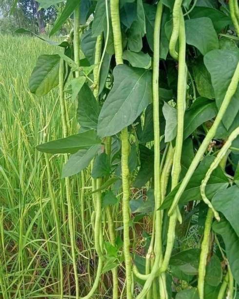 istock yardlong bean yardlong bean plant vegetables 1693291834