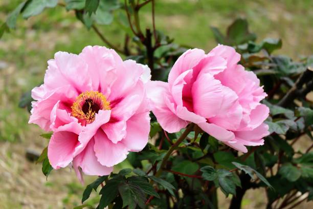 istock Beautiful peony flowers 1693299005
