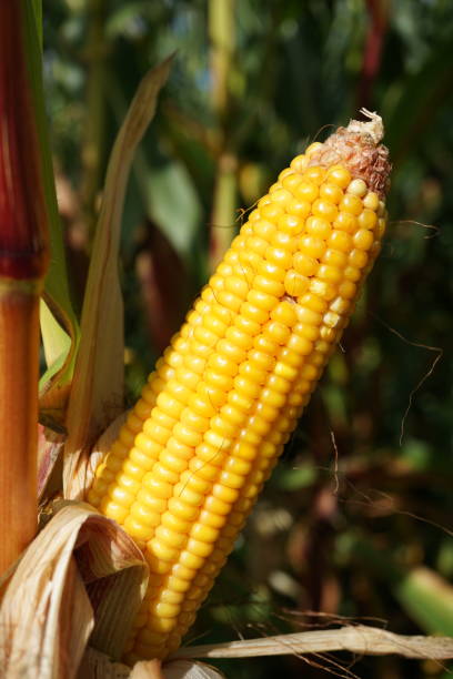 istock A ripe corn cob on a stalk. Corn cob. Yellow corn cob on a bush. Corn grows in Bavaria. 1693299549