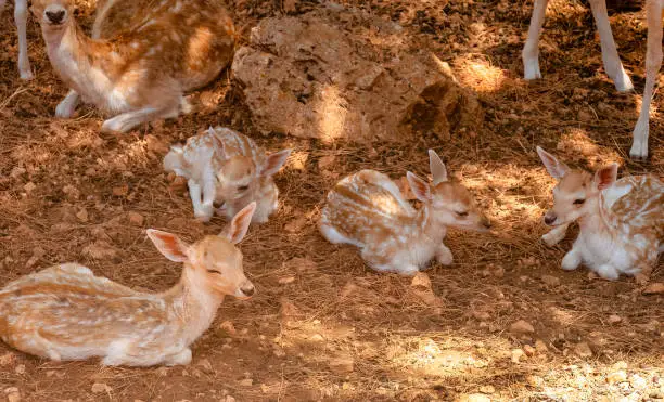 Photo of Baby deer portrait out in a farm.